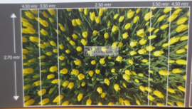 8070 Tulpen geel Hollandse landschappen