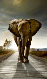 Dimex fotobehang olifant 0225