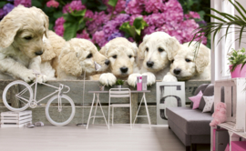 Dimex fotobehang Labrador puppies 0224