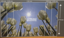4997 Tulpen met zon Hollandse landschappen