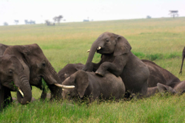 XXL wallpaper olifanten in Tanzania DD100656