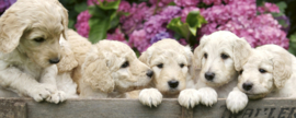 Dimex fotobehang Labrador puppies 0224