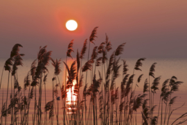 Dimex fotobehang riet aan het meer 0089