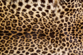 Dimex fotobehang luipaard huid 0184