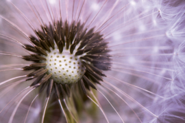 Dimex fotobehang Dandelion 0124 paardenbloem