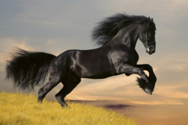 Dimex fotobehang zwart paard 0228