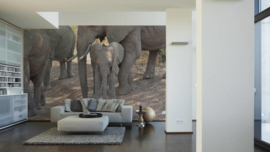 XXL wallpaper olifanten familie DD100572