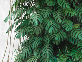 Fotobehang 38241-1 planten