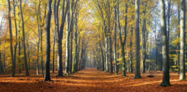 2201 Beukenlaantje herfst II Hollandse landschappen