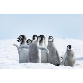 Dimex fotobehang pinguin kuikens MS-5-0521