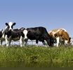 Koeien 3750039 Farm Life behangrand zelfklevend