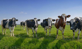 8258 Koeien op een rij Hollandse landschappen