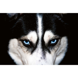 Dimex fotobehang Husky hond MS-5-0426