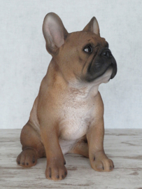 beeld/asbeeld/urn Franse Bulldog beige | 30 cm