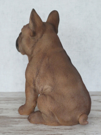 beeld/asbeeld/urn Franse Bulldog beige | 30 cm