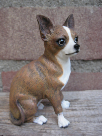 beeldje Chihuahua korthaar brindle