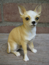 beeldje Chihuahua korthaar tan-wit