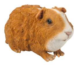 beeldje/asbeeldje/urn Cavia borstelhaar bruin-wit