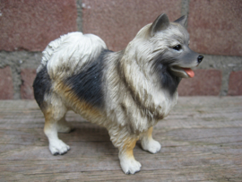 beeldje Keeshond