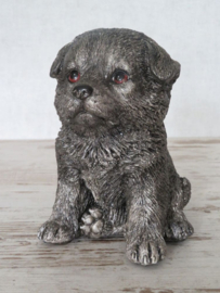 asbeeldje/urn Border Collie puppy