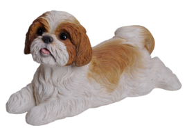 beeld/asbeeld/urn Shih Tzu wit-bruin | 35 cm