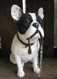 beeldje Franse Bulldog met riem zittend wit