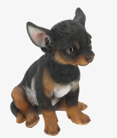 beeldje Chihuahua korthaar pup tricolour