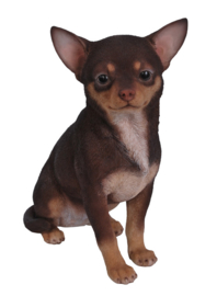beeld/asbeeld/urn Chihuahua choco-tan |23 cm