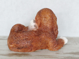 beeld Ierse Setter puppy liggend