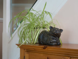 asbeeld/kattenurn Tevreden kat