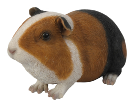 beeldje/asbeeldje/urn Cavia gladhaar tricolour