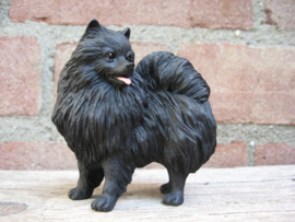beeldje Dwergkeeshond zwart