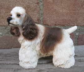 beeldje Amerikaanse Cocker spaniel wit-bruin