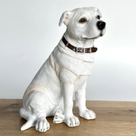 beeldje Staffordshire Terriër wit zittend