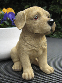 beeldje/asbeeldje/urn blonde Labrador puppy