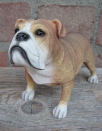 beeldje Engelse Bulldog staand