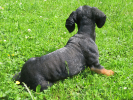 beeld Teckel black & tan | 50 cm