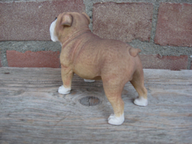 beeldje Engelse Bulldog staand