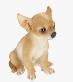 beeldje Chihuahua korthaar pup tan