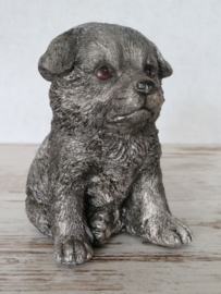 asbeeldje/urn Border Collie puppy