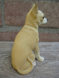 beeldje Chihuahua korthaar tan-wit