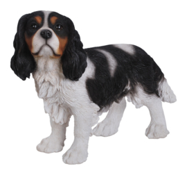 beeld/asbeeld/urn Cavalier King Charles spaniel