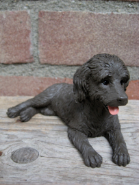 beeldje Labradoodle chocolate