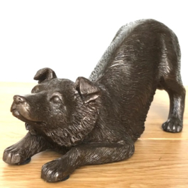 beeldje Border Collie sluipend brons 22 cm