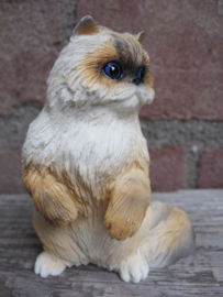 beeldje Ragdoll