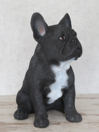 beeld/asbeeld/urn Franse Bulldog zwart | 30 cm