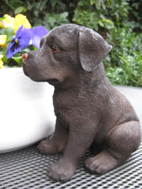 beeldje/asbeeldje/urn chocolate Labrador puppy