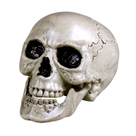 Schedel Maxilla met beweegbare kaak 15 X 20 cm (74362B)