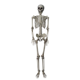 Skelet - 90 cm