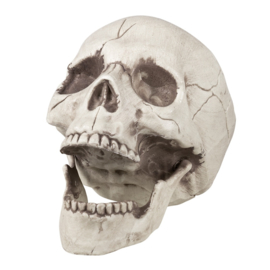 Schedel  Jaw bone met beweegbare kaak 14 x 21 cm